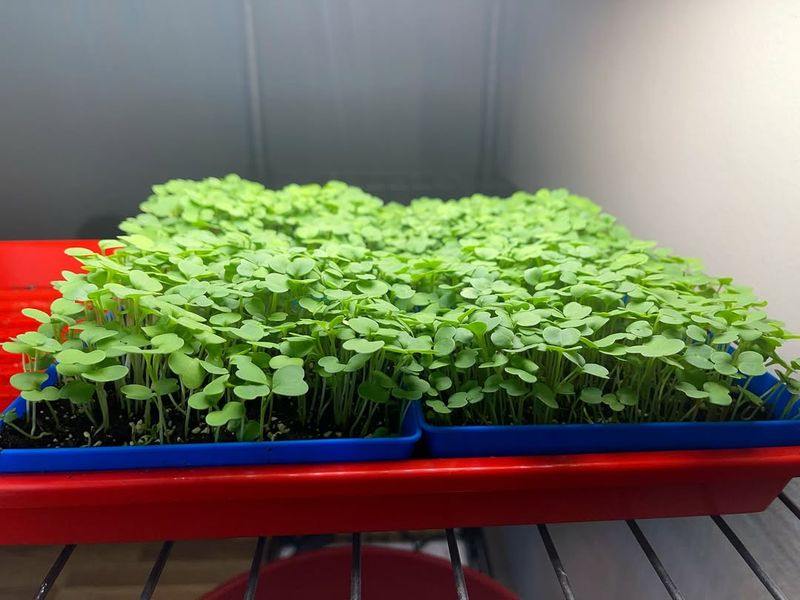 A Cozy Indoor Spot That Helps Microgreens Thrive