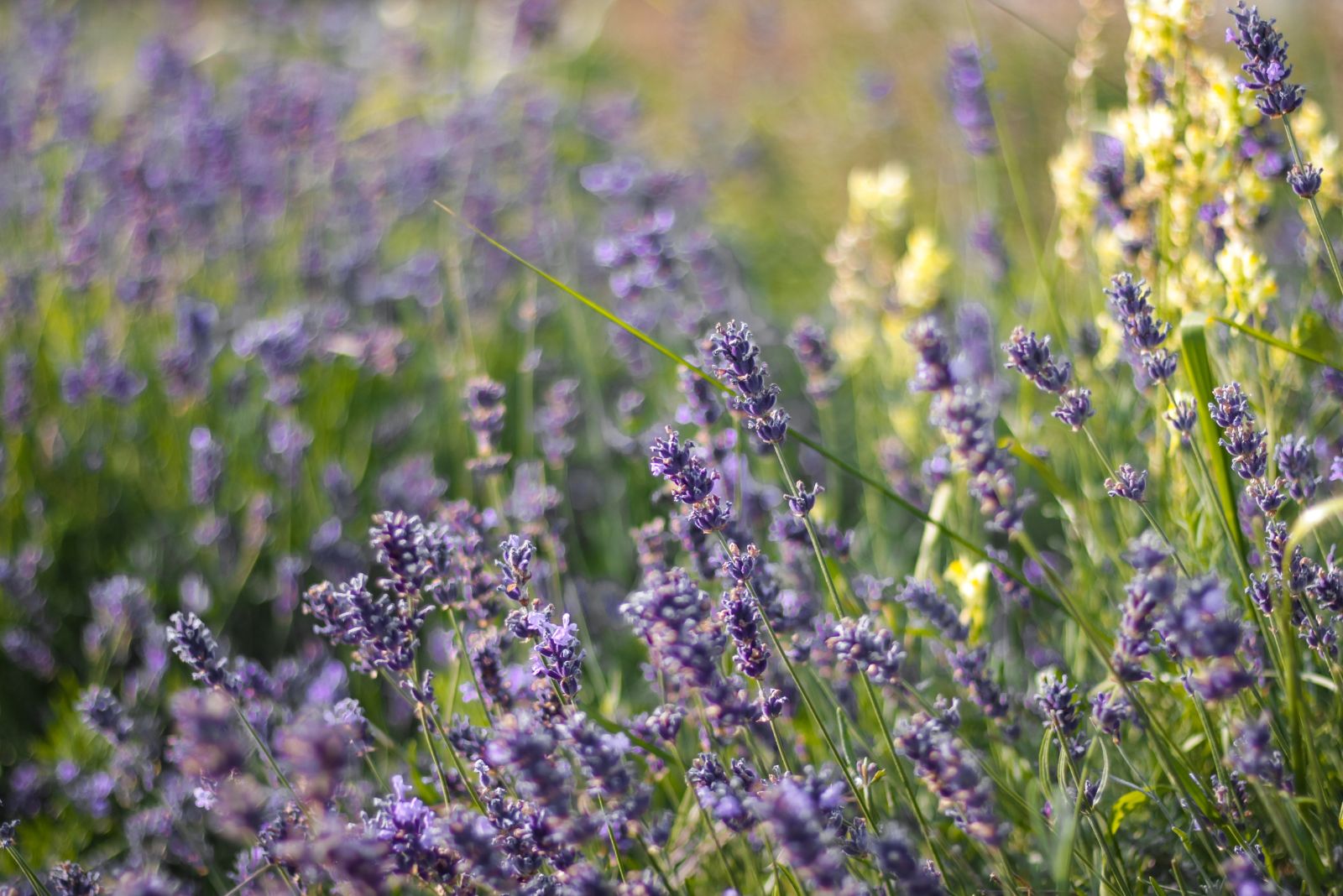 The Fragrant Flower Trend Transforming Michigan Yards