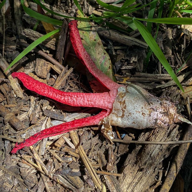 You Can Remove Them But They'll Probably Come Back