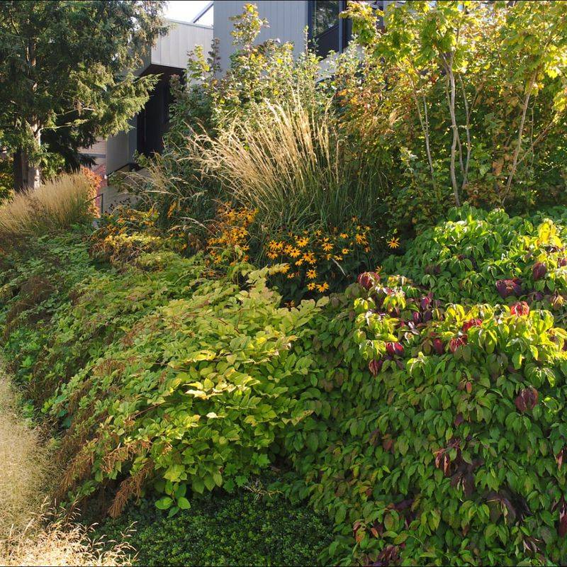 Pacific Northwest Native Plant Gardens