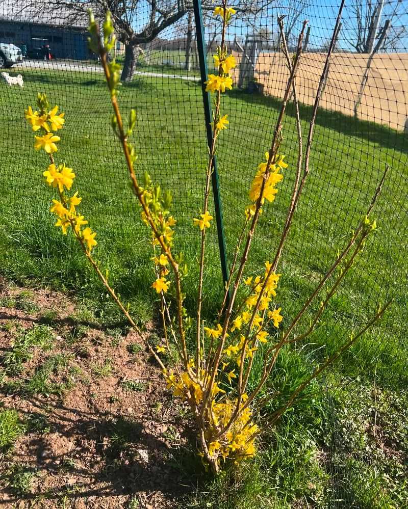Why Forsythia Is Ideal For Winter Propagation in Ohio