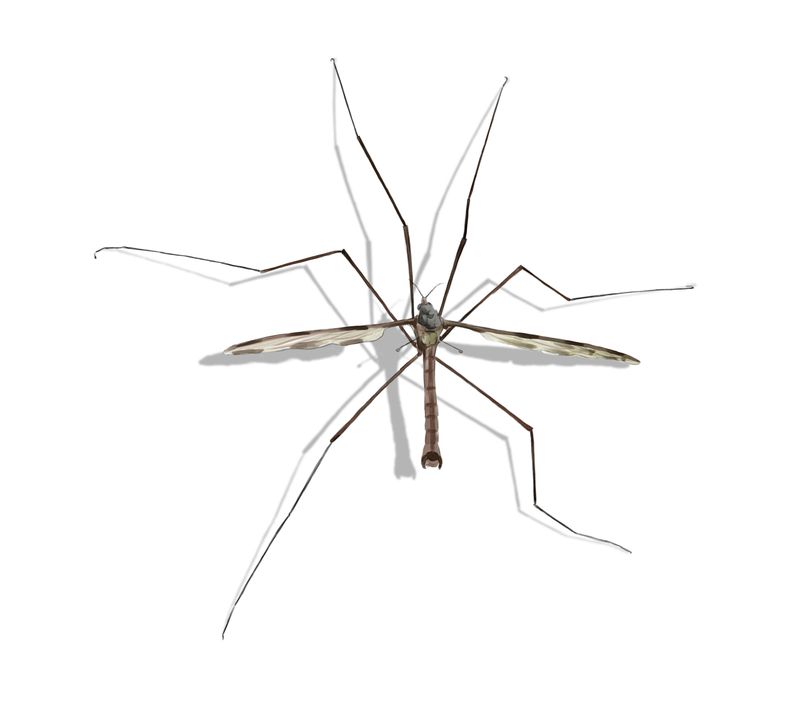 Why Crane Flies Show Up In New Jersey Yards