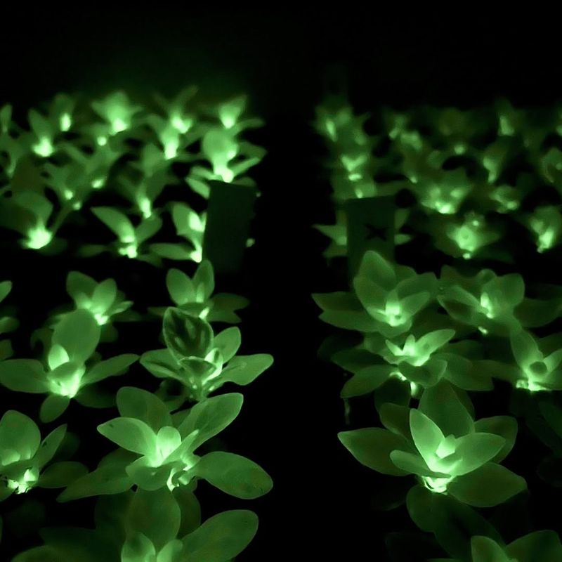 What Exactly Is A Firefly Petunia And How Does It Glow?