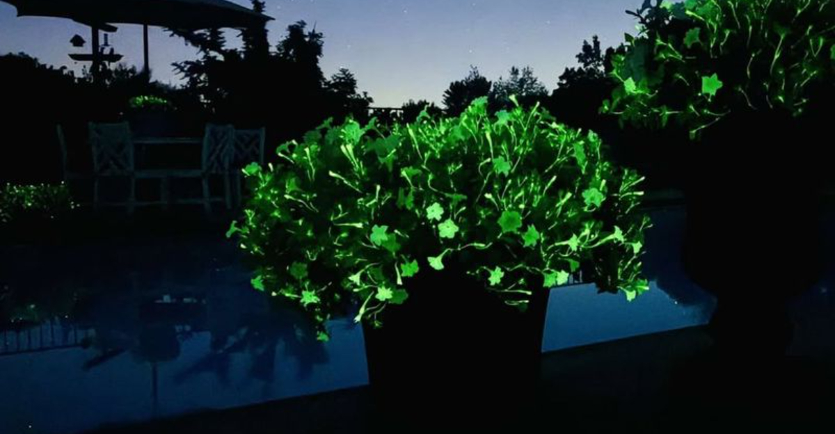 The Glow In The Dark Flower Creating A Buzz Among Massachusetts Gardeners