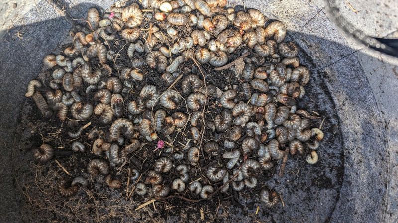 Warmer Winter Temperatures Helped Grubs Survive