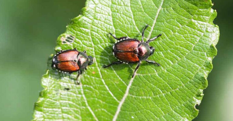 pests (featured image)