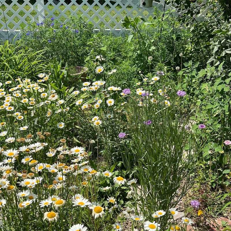 Designing A Meadow That Stays Beautiful Through Winter And Drought