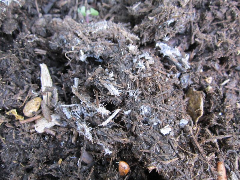 Why Thick Mulch Layers Make Mold Even Worse After Rain