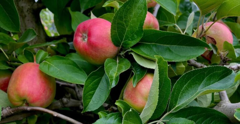 gravenstein apples in a tree