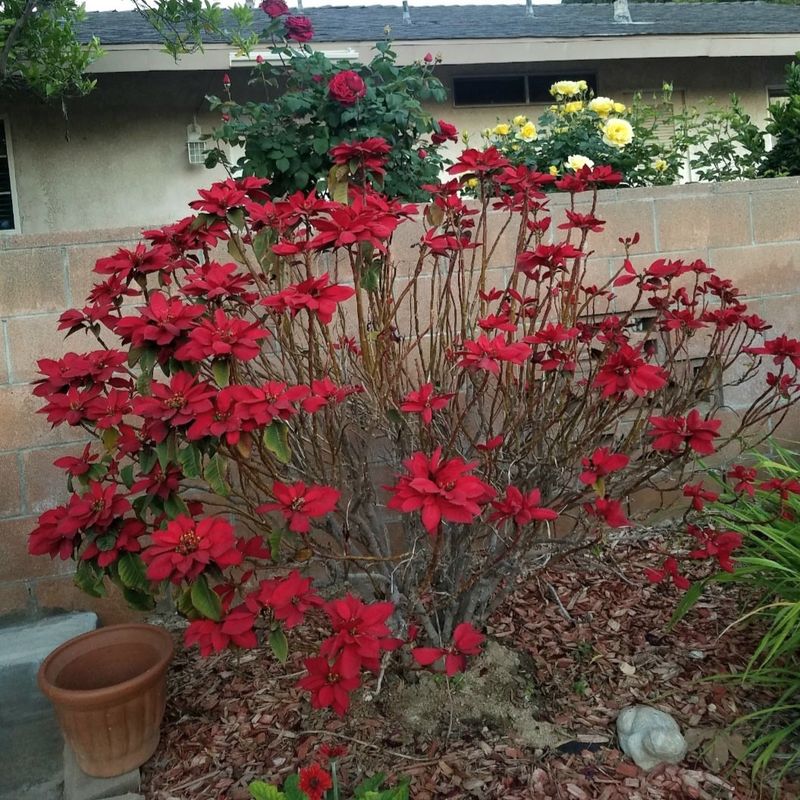 It's The Poinsettia (Euphorbia Pulcherrima)