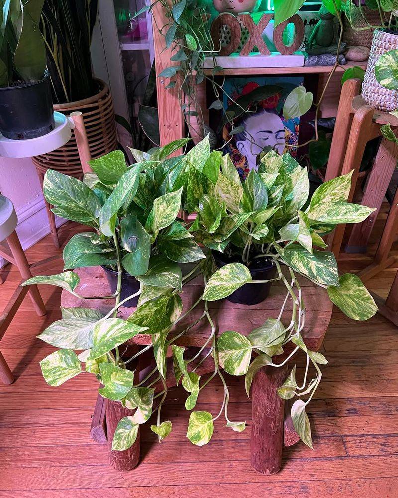 Survives Low Light Like A Champion