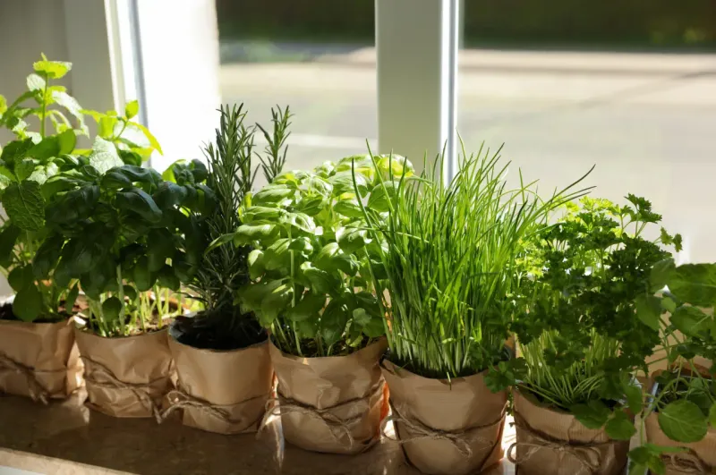 Why Illinois Winters Make Indoor Herb Gardens Essential