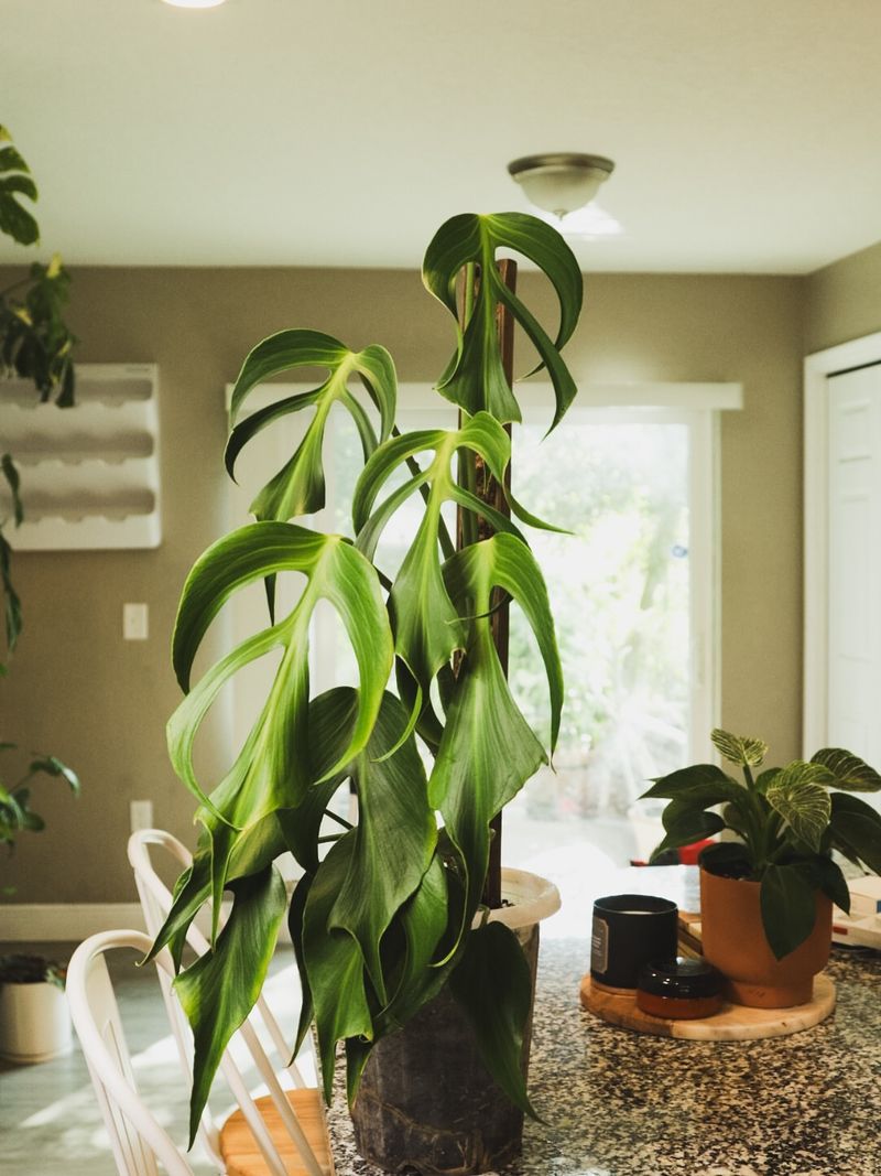 They Bring Life to Dreary Winter Spaces