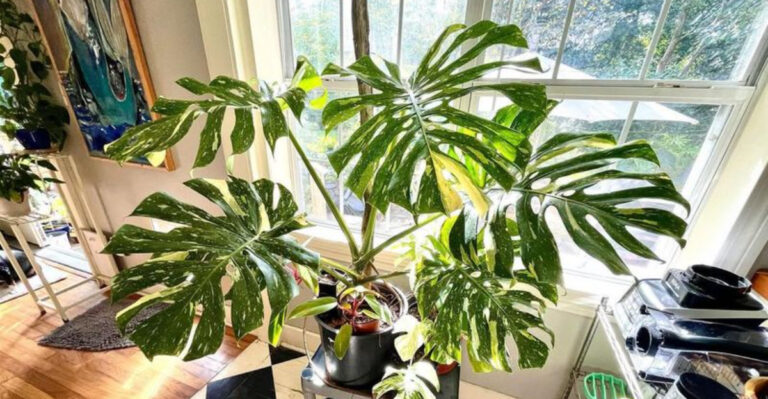 houseplant (featured image)