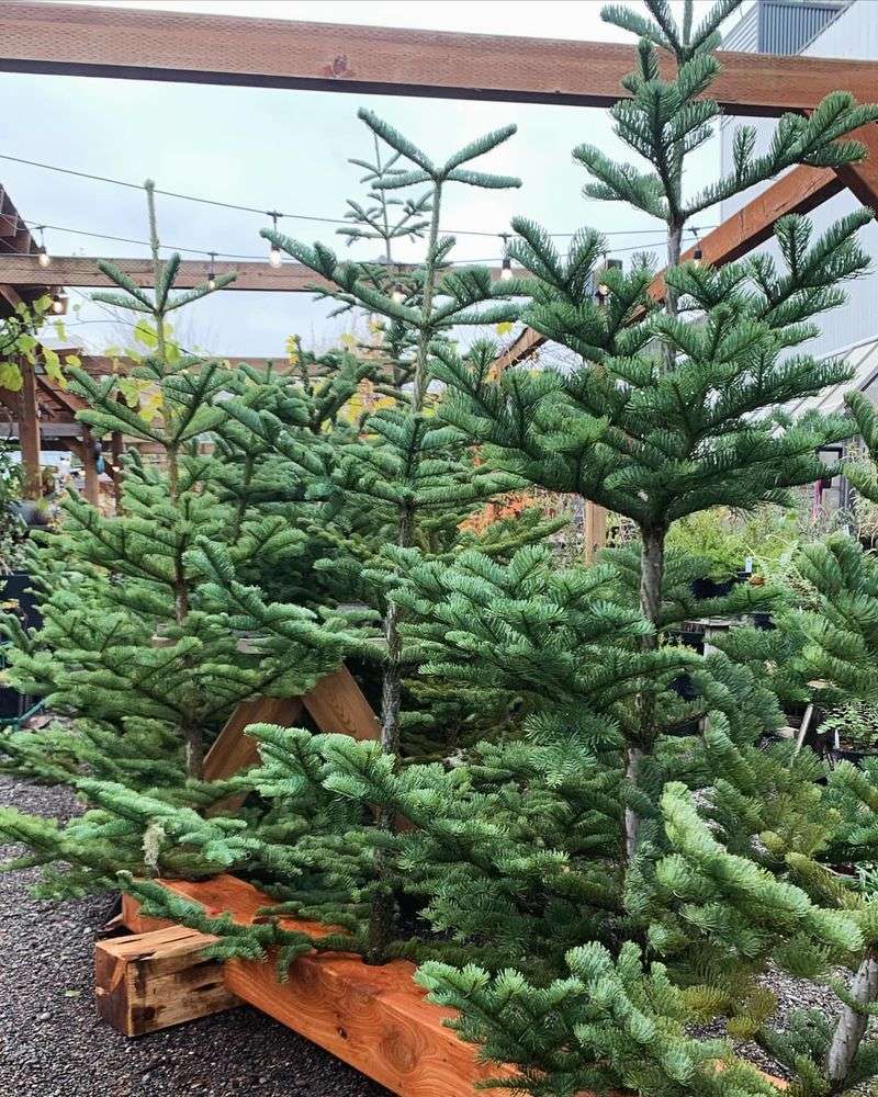 Noble Fir Offers A Premium Alternative