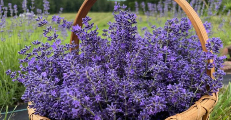 Lavender (featured image)