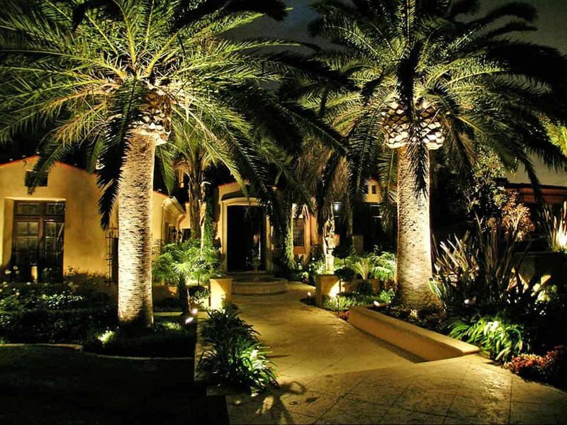 Why Potted Palms Are A Popular Choice For Driveway Decor