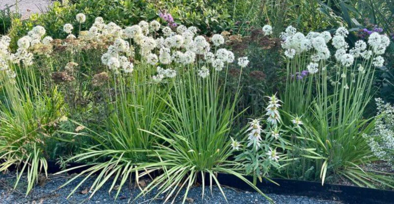 plants (featured image)