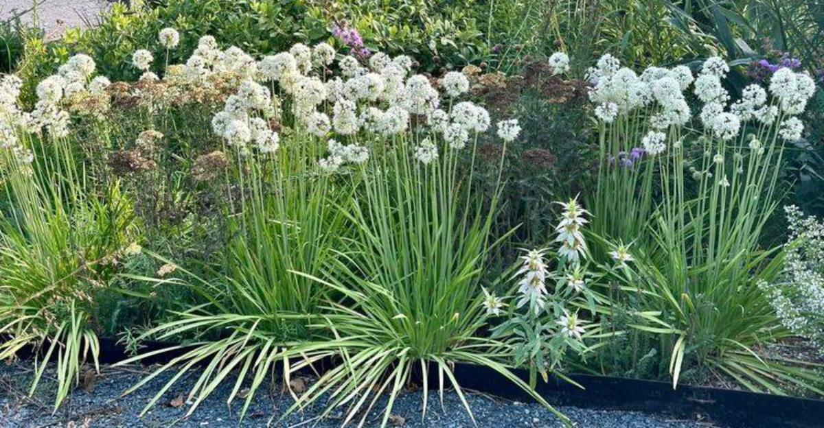 The Low-Care Green Roof Plants Thriving In Iowa Backyards