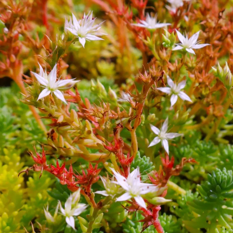 Sedum Album