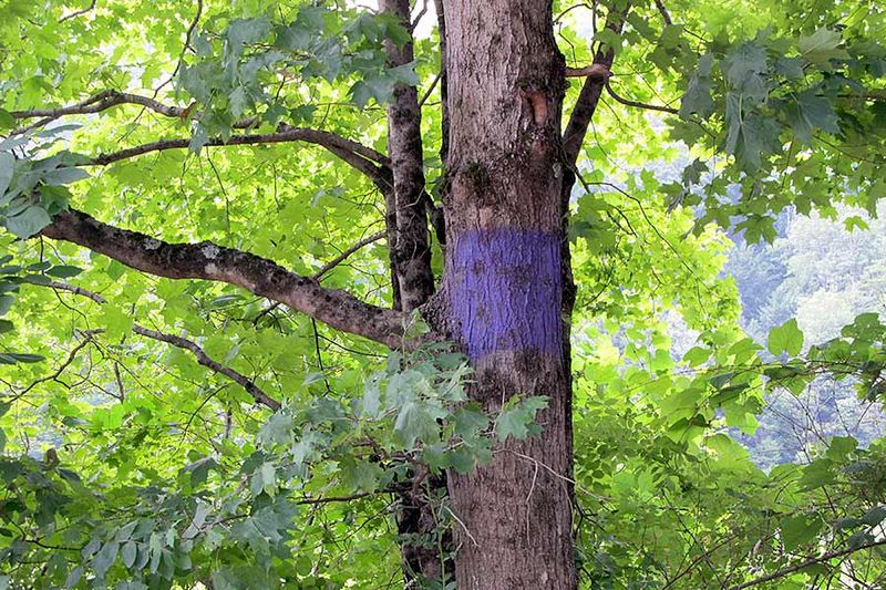 Paint Marks Must Follow Legal Standards