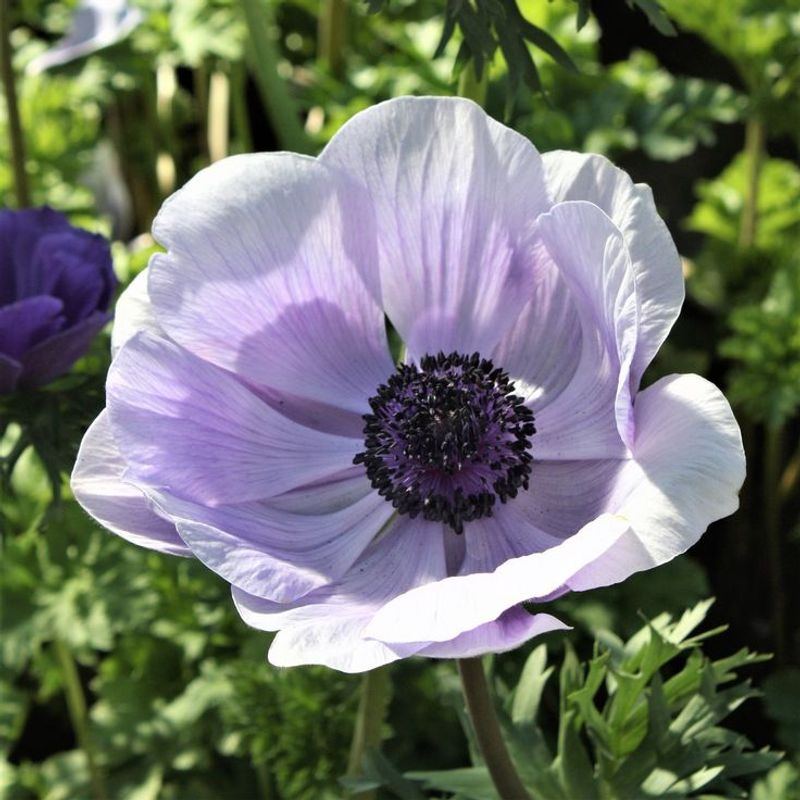 Popular Color Palettes Featuring Italian Anemones In 2026