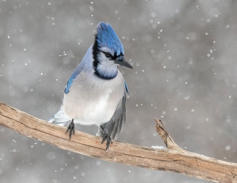 Seasonal Migration Patterns Are Shifting