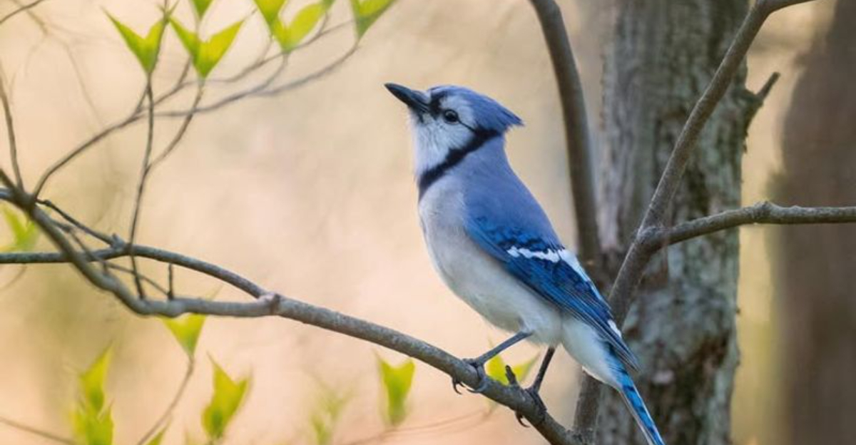The Meaning Behind Blue Jays Visiting Texas Gardens More Often