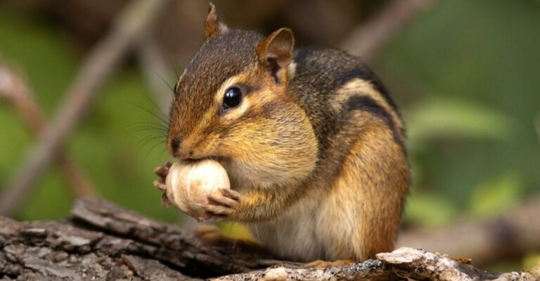 chipmunk eating