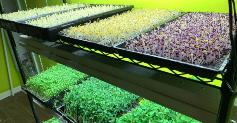 microgreens on shelves indoors