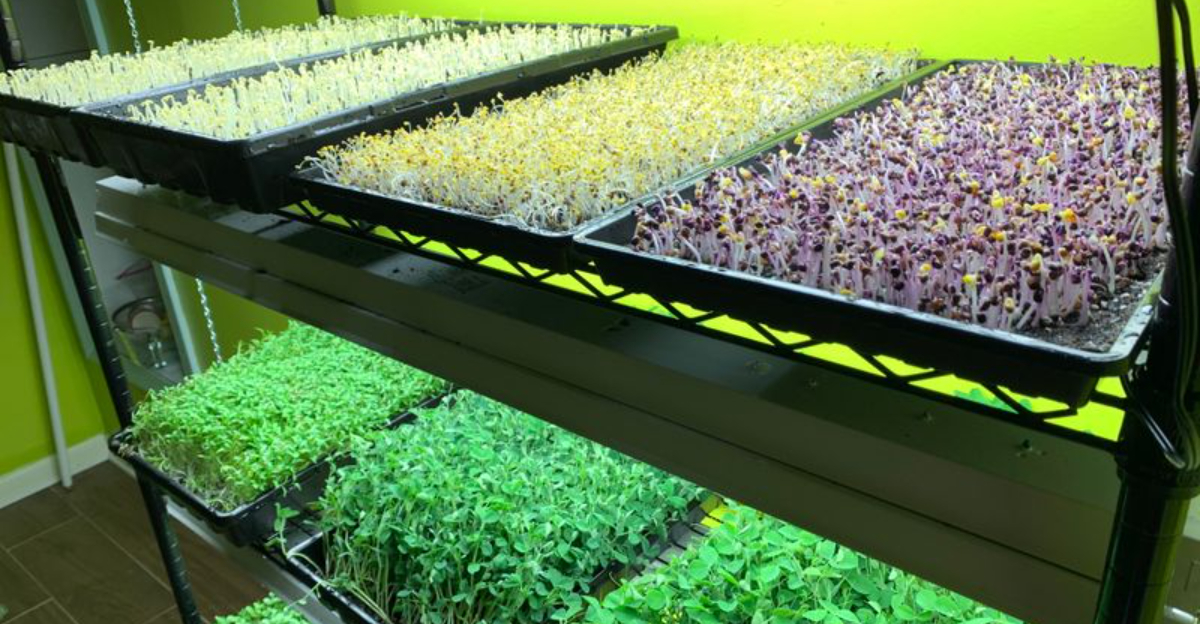 The Micro Green Shelf Trend Taking Over New York Homes