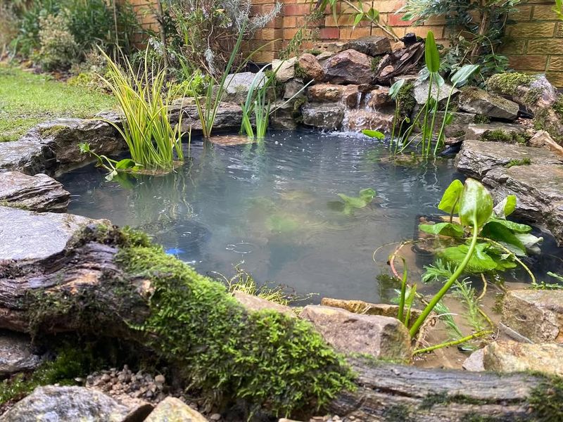 Perfect For Florida's Small Yards And Urban Spaces