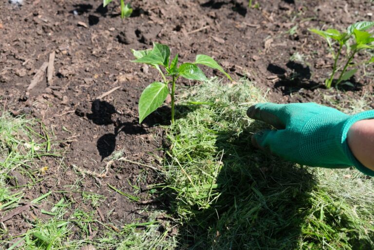 grass clippings around plant base