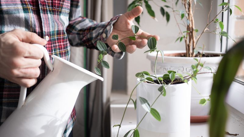 Why Overwatering Is The Biggest Winter Killer Of Plants