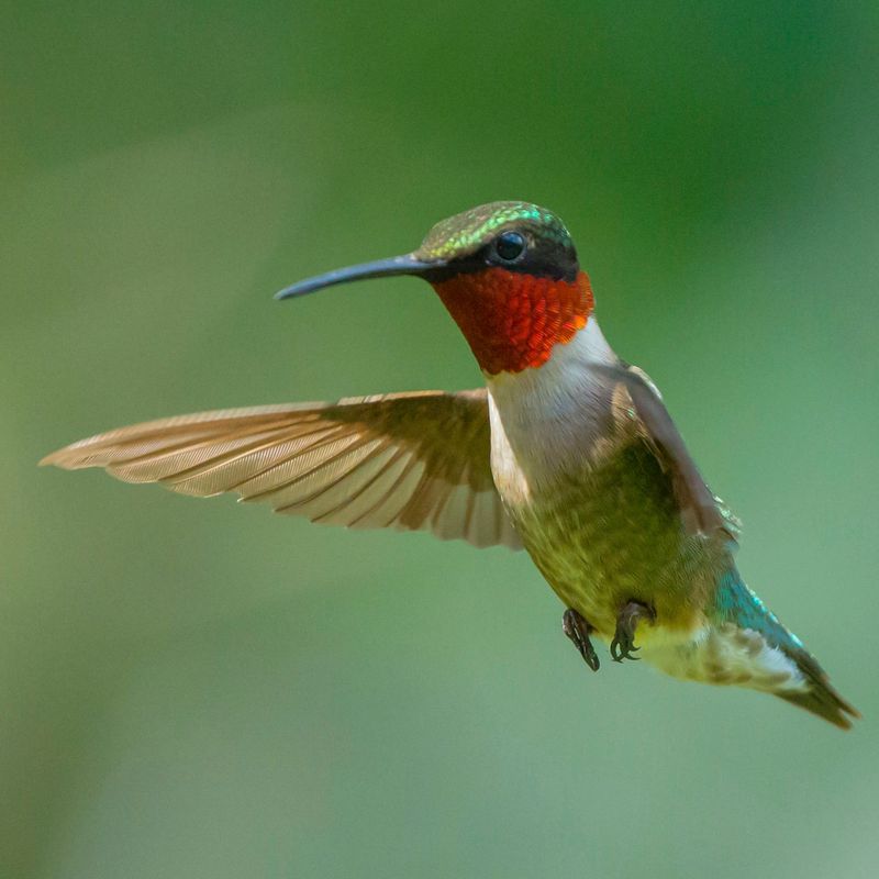 The Ruby-Throated Hummingbird