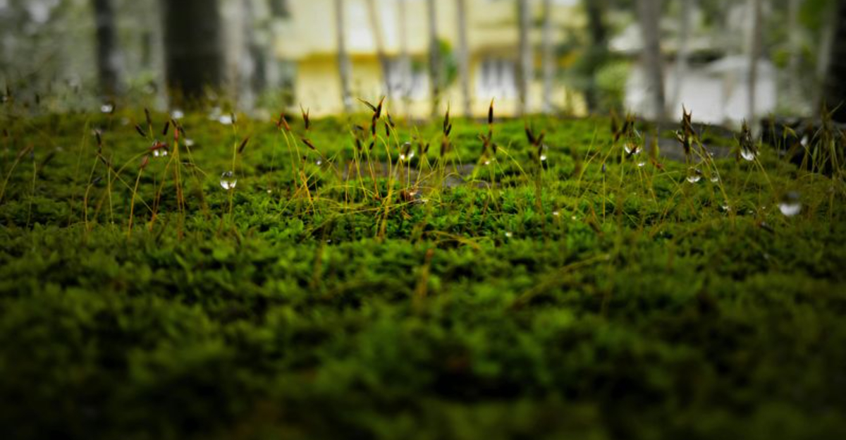 The Moss Lawn Trend Rising In Oregon Neighborhoods