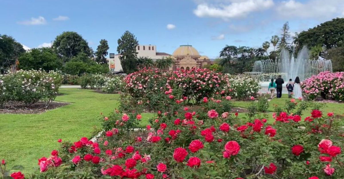 The Most Beautiful Public Rose Gardens To See In California This Winter