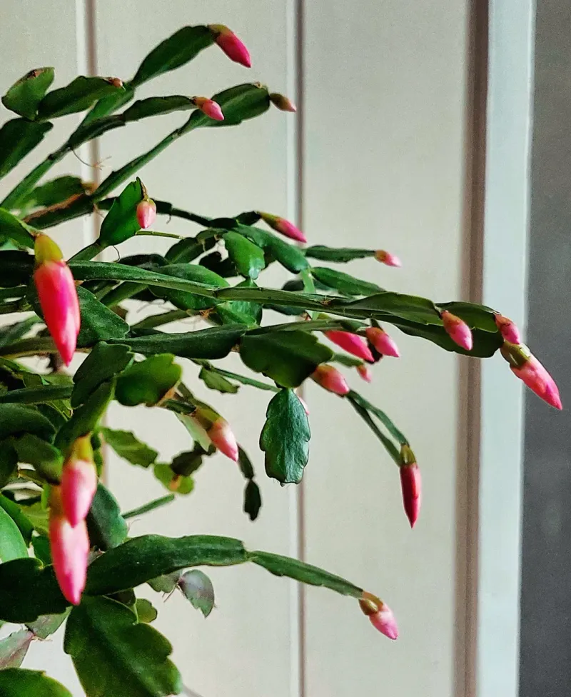 A Tiny Watering Routine Adjustment That Keeps It Standing Tall