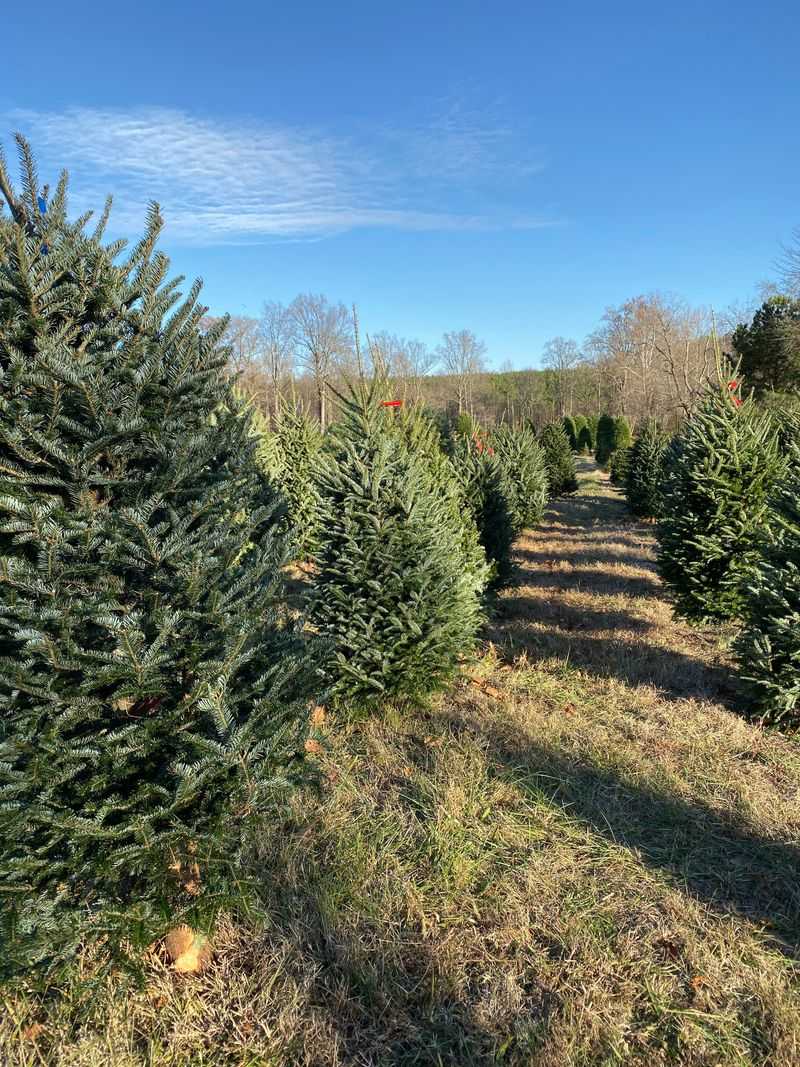 Belmont Christmas Tree Farm
