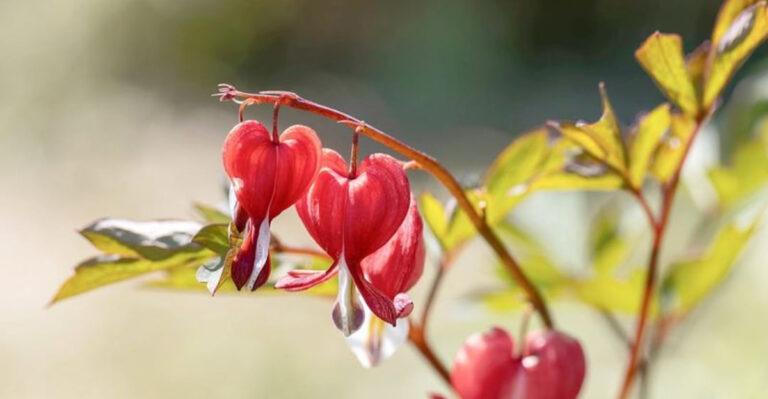 bleeding heart