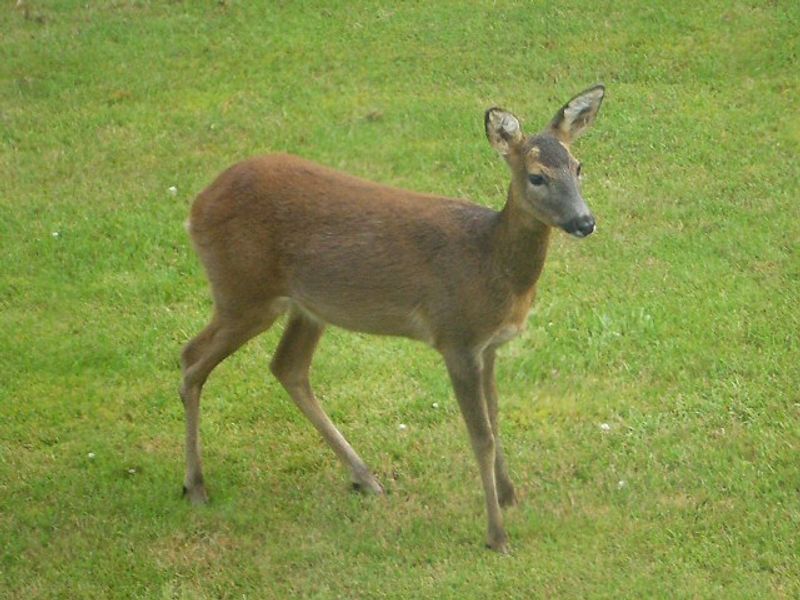 Peak Feeding Times When Deer Visit Gardens