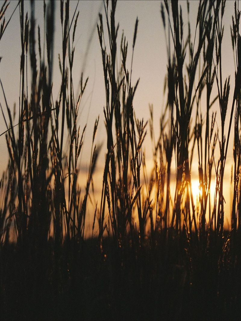 Big Bluestem Can Grow Taller Than Most People