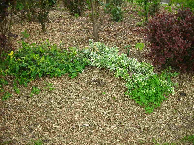 Why Heavy Mulch Layers Backfire During Harsh Minnesota Winters