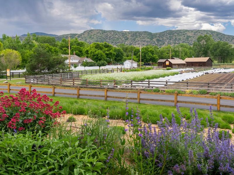 The Native-Flower Mix Trend In Colorado