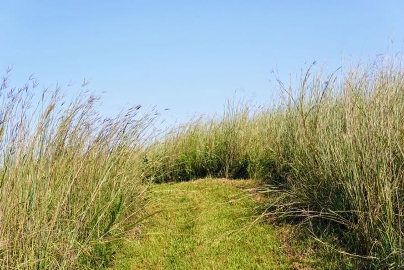 Native Grasses Require Far Less Water Than Traditional Lawns
