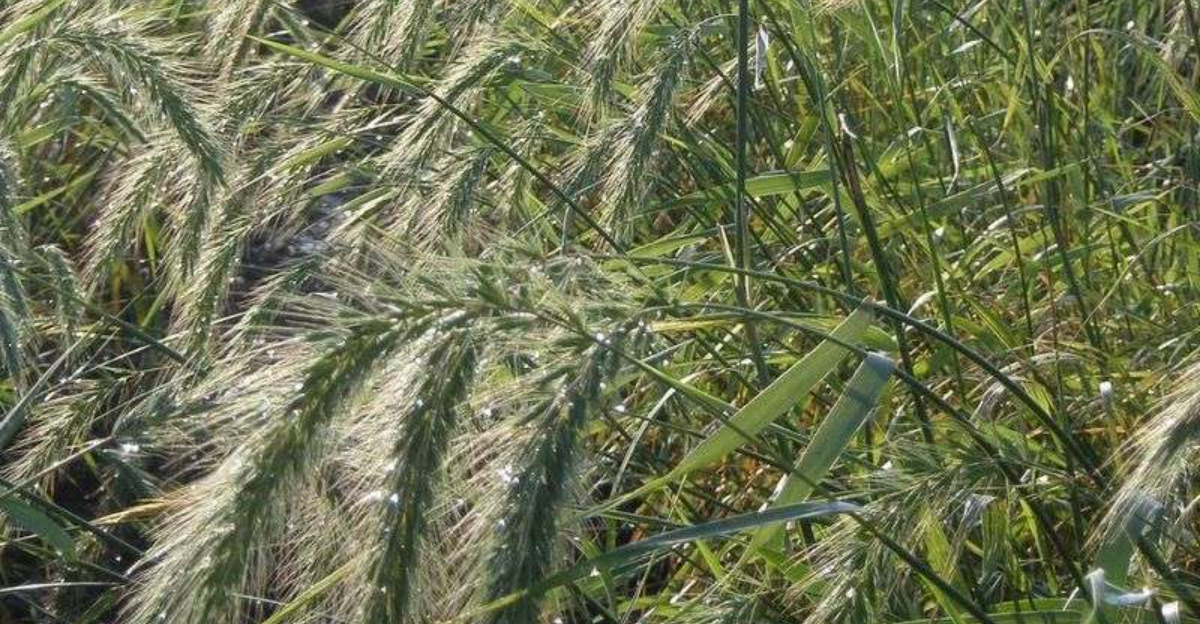 The Native Grass Movement Quickly Spreading Through Oklahoma
