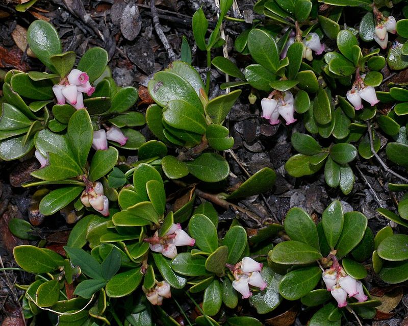 Kinnikinnick Is A Tough Native Plant That Thrives In Oregon's Climate