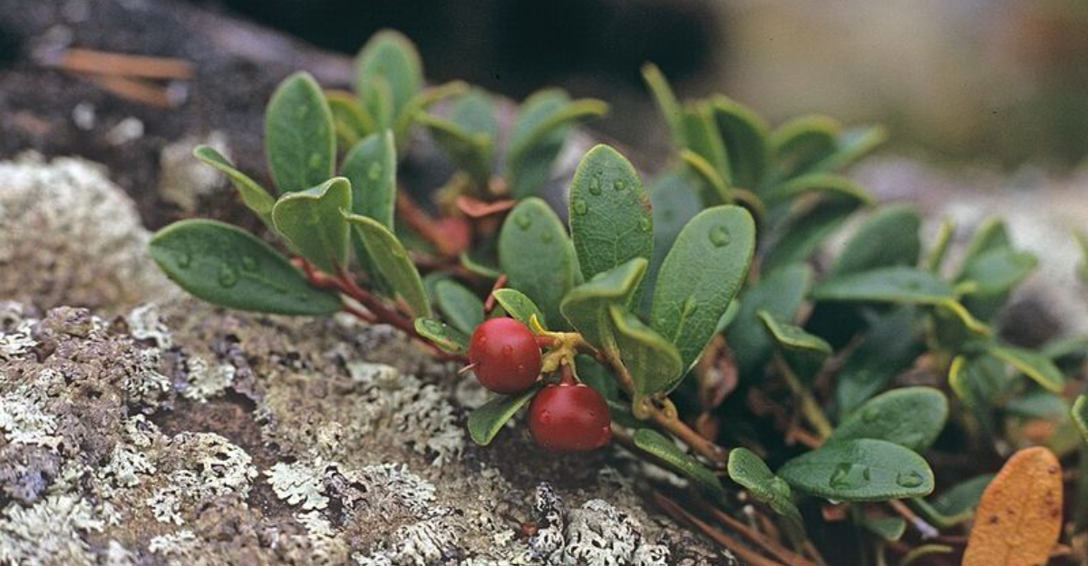 The Native Groundcover Taking Over Oregon Yards And Why Experts Approve
