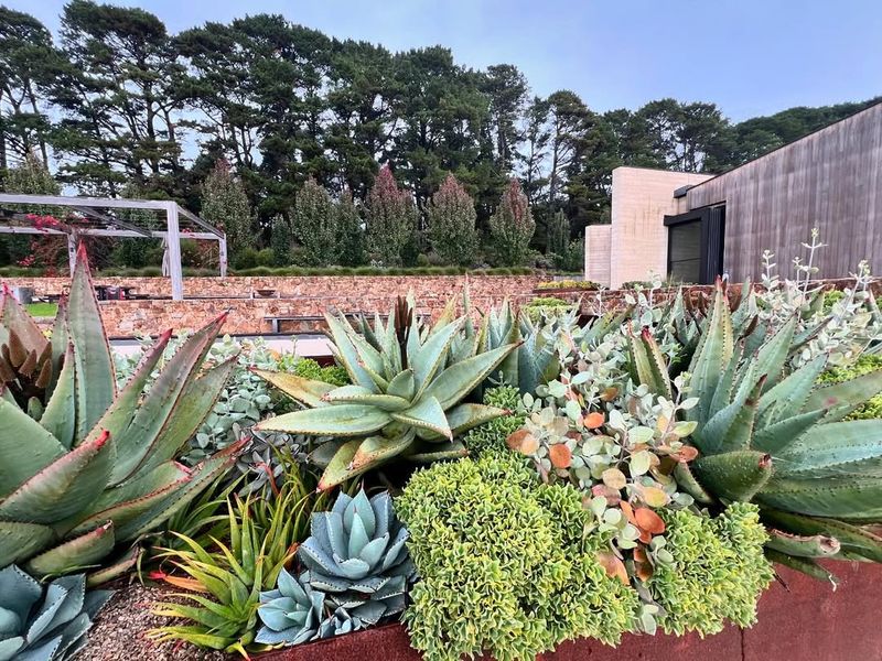 The Drought-Tolerant Desert Dreamer