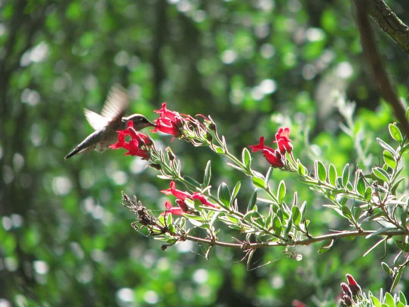 Water Conservation Benefits Make Native Plants Smart Choices